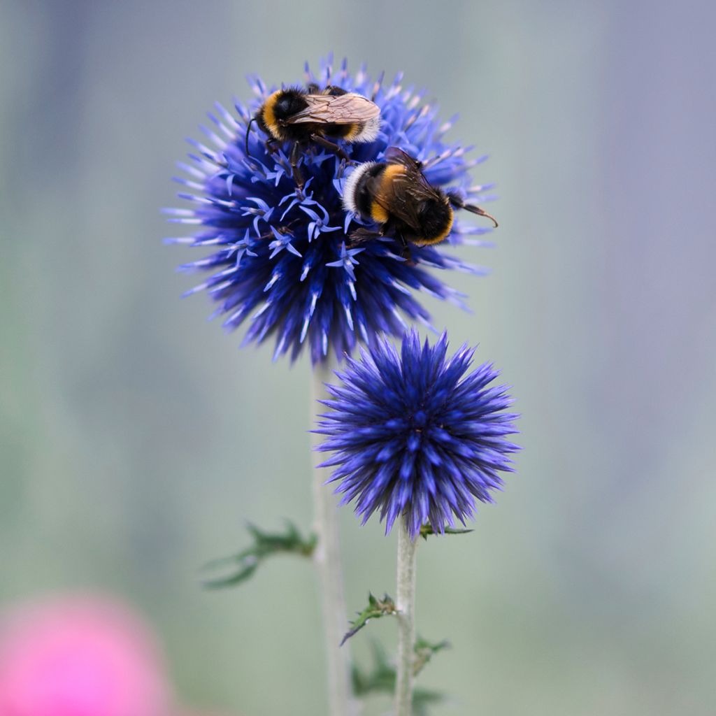 Cardo-azul Blue Globe - Echinops bannaticus