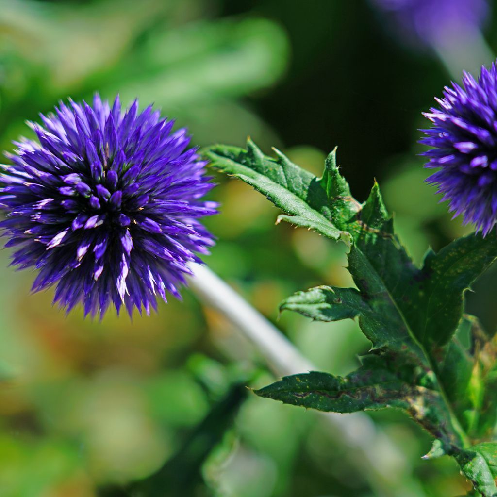 Cardo-azul Blue Globe - Echinops bannaticus