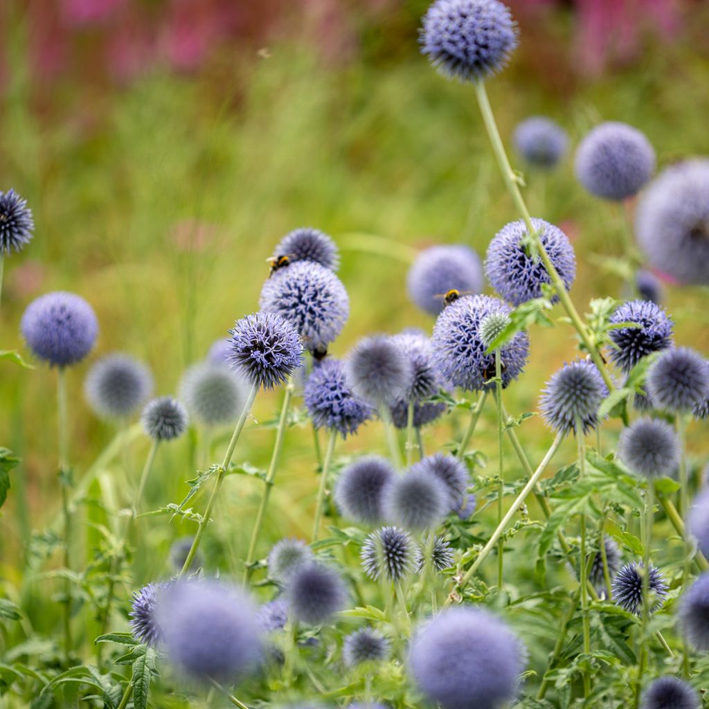 Cardo-azul Taplow Blue - Echinops bannaticus
