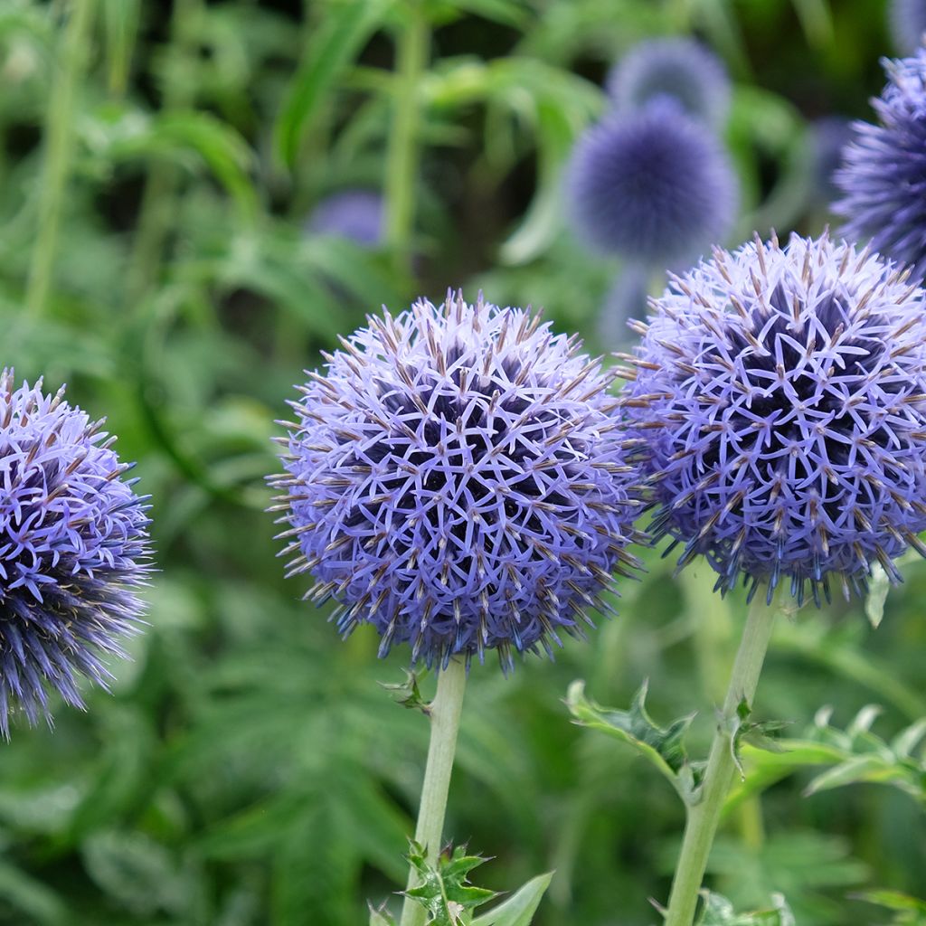 Cardo-azul Taplow Blue - Echinops bannaticus