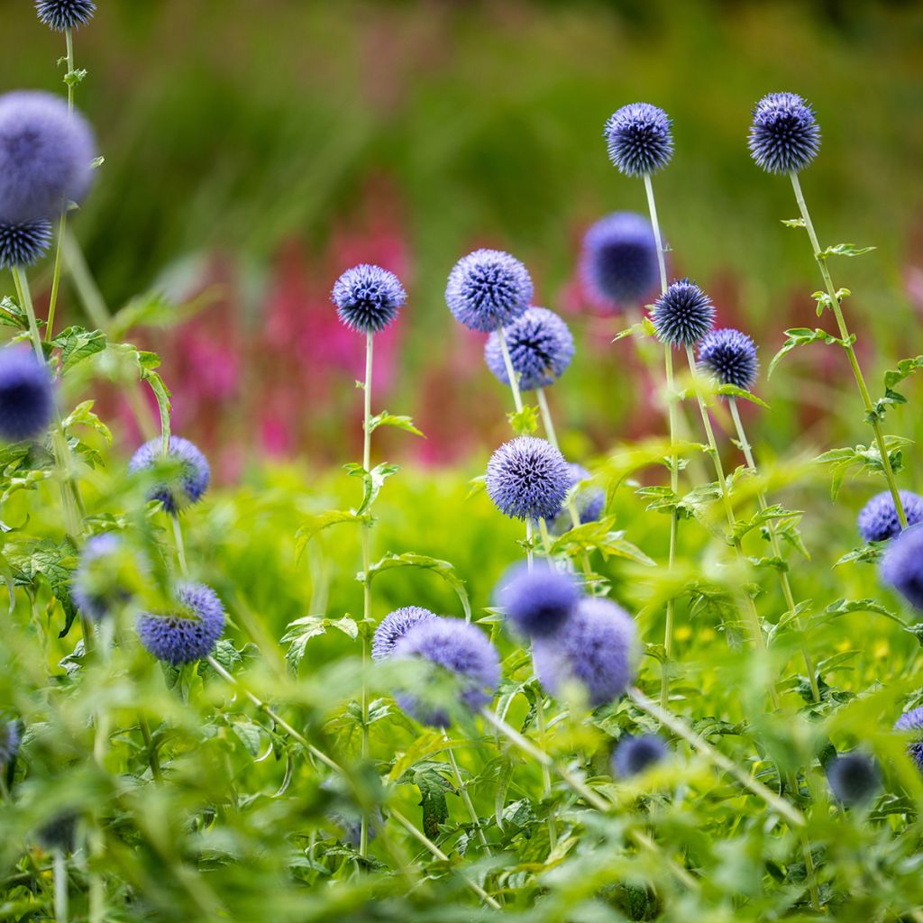 Cardo-azul Taplow Blue - Echinops bannaticus