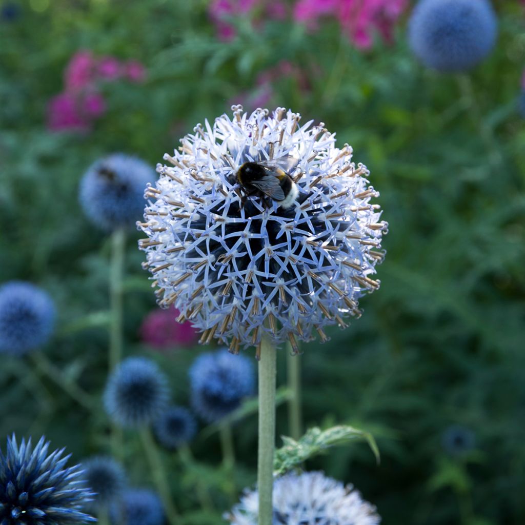 Cardo-azul Taplow Blue - Echinops bannaticus
