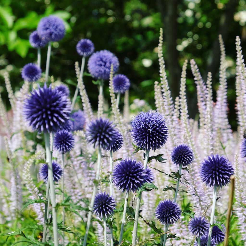 Echinops ritro Veitch's Blue