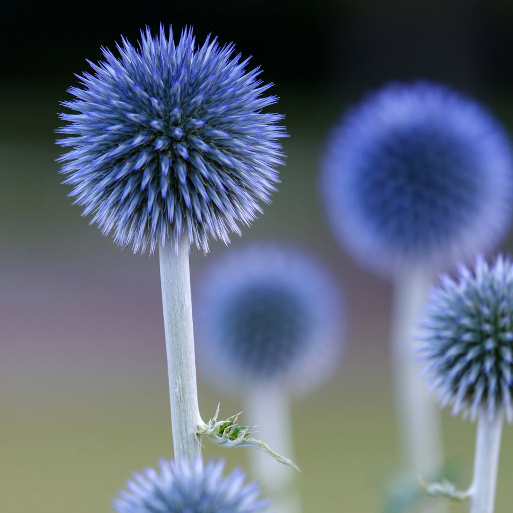 Echinops ritro Veitch's Blue