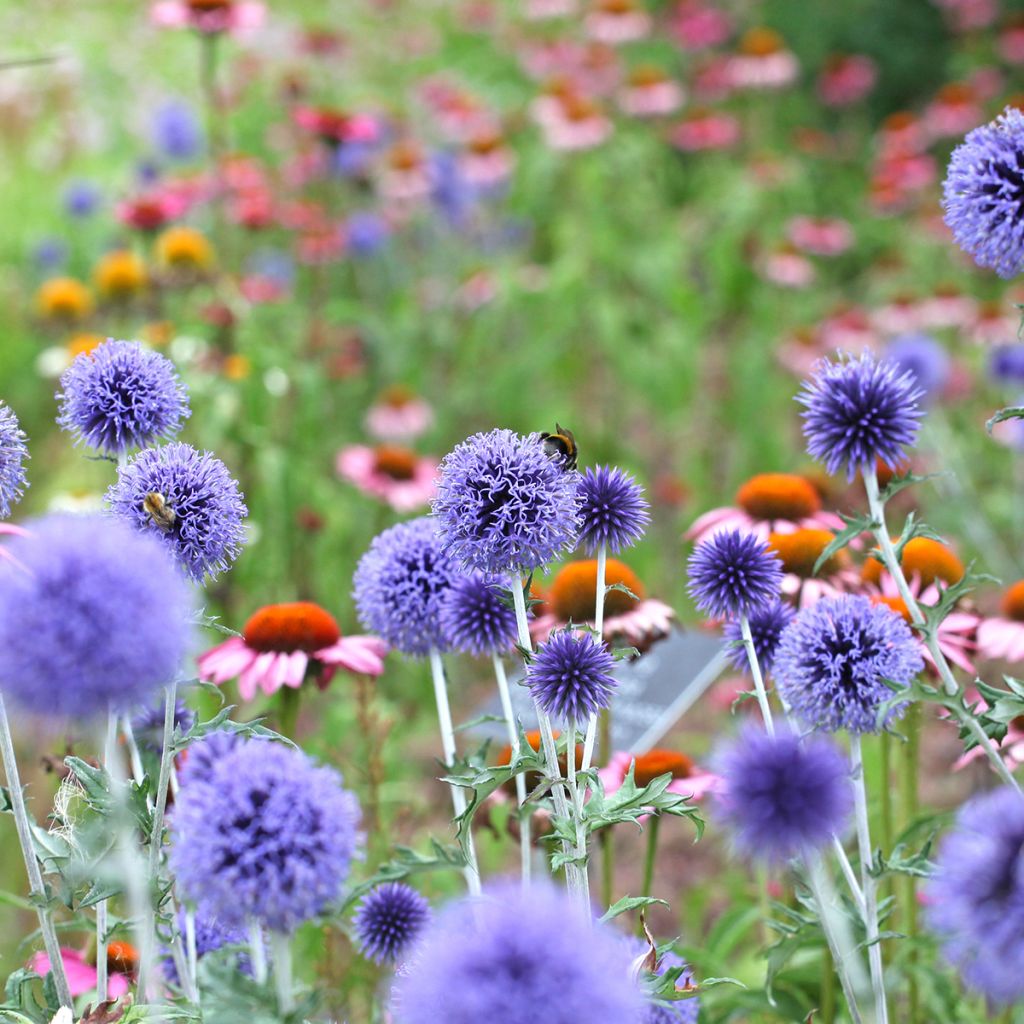 Echinops ritro Veitch's Blue