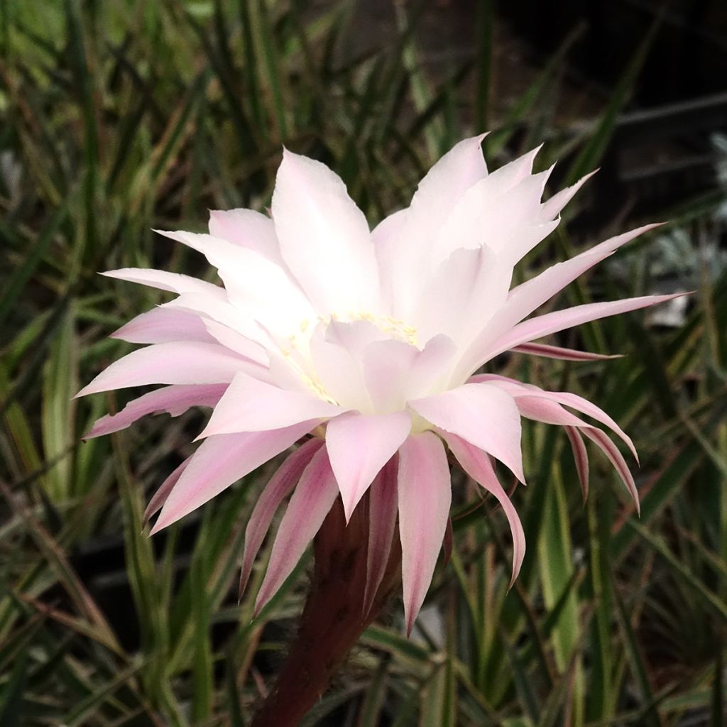 Echinopsis multiplex