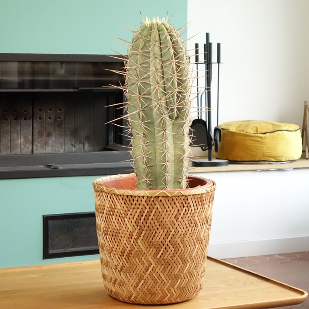 Echinopsis atacamensis subsp. pasacana