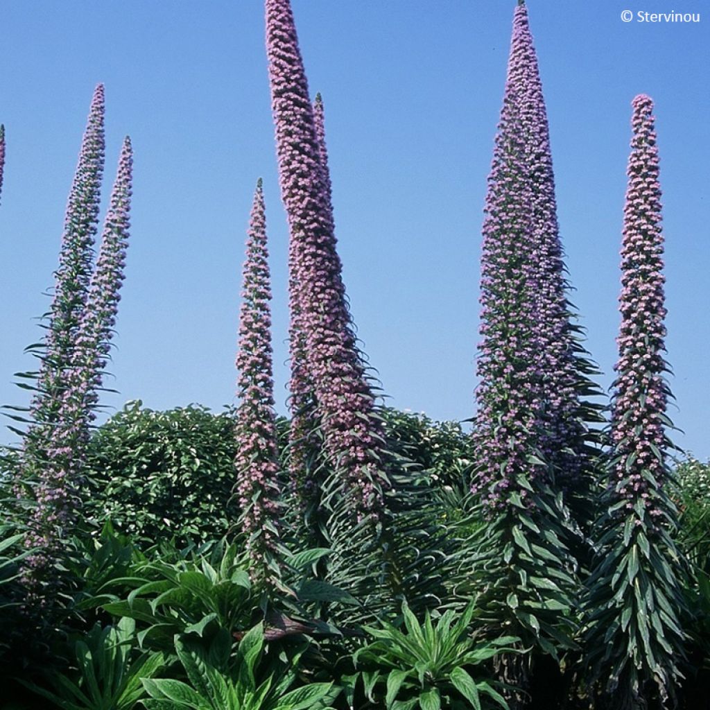 Echium pininana