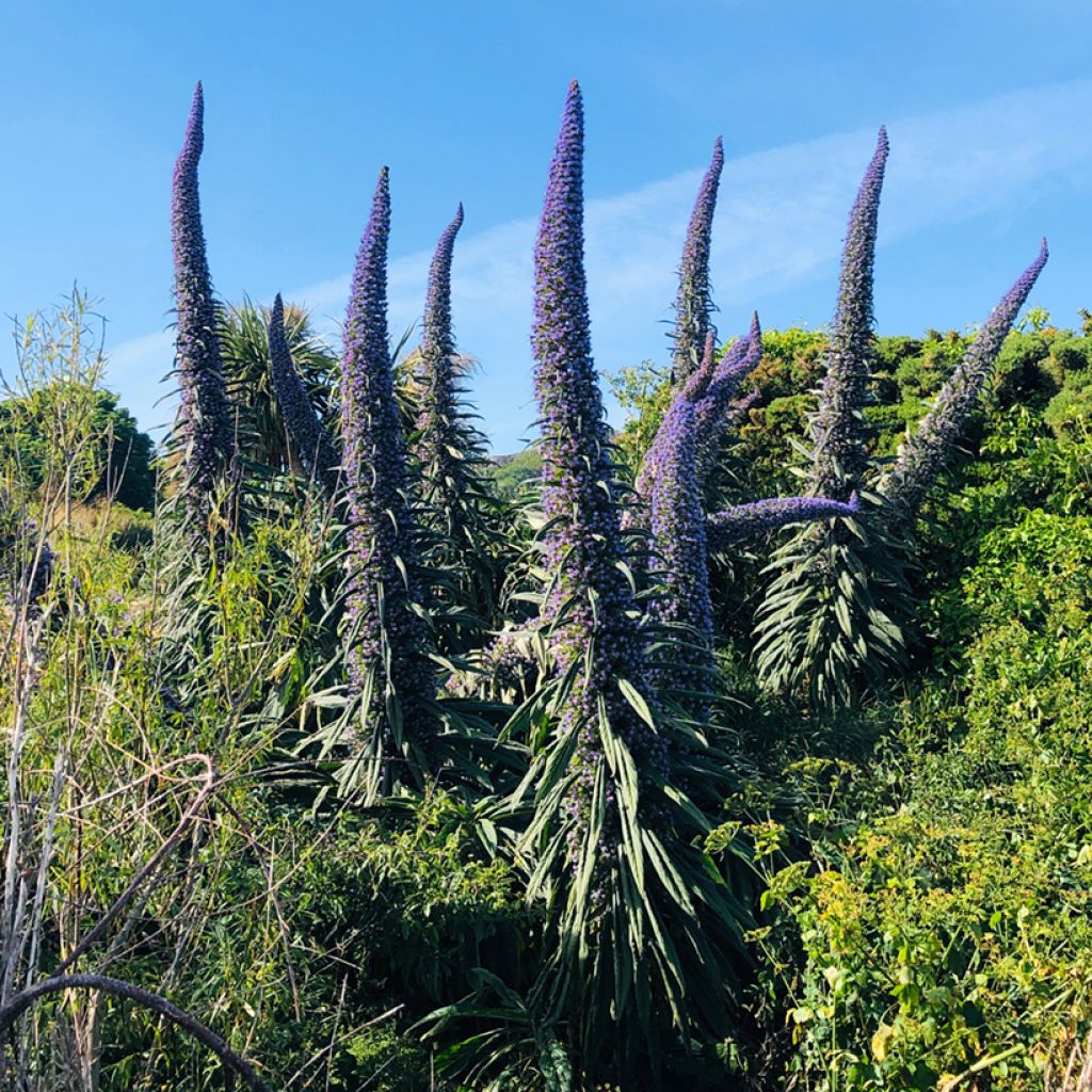 Echium pininana em sementes