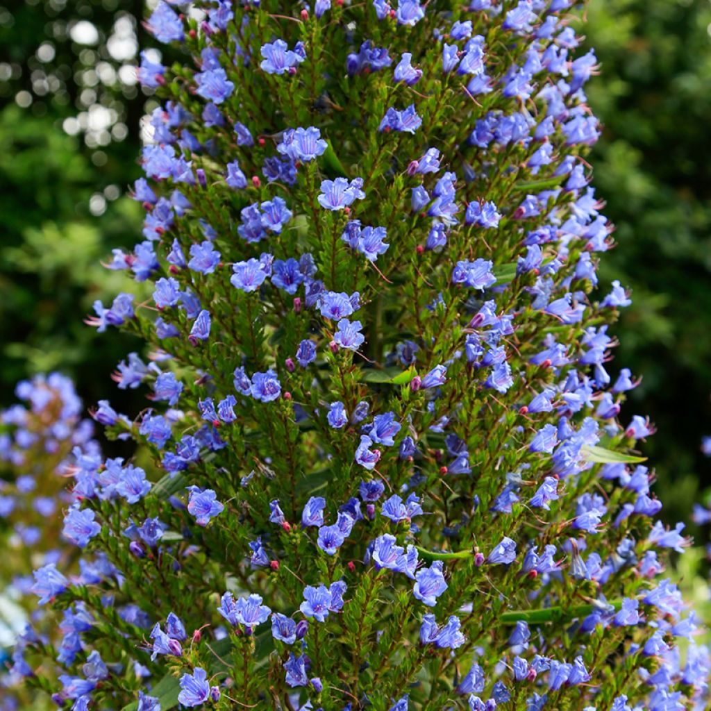 Echium pininana em sementes