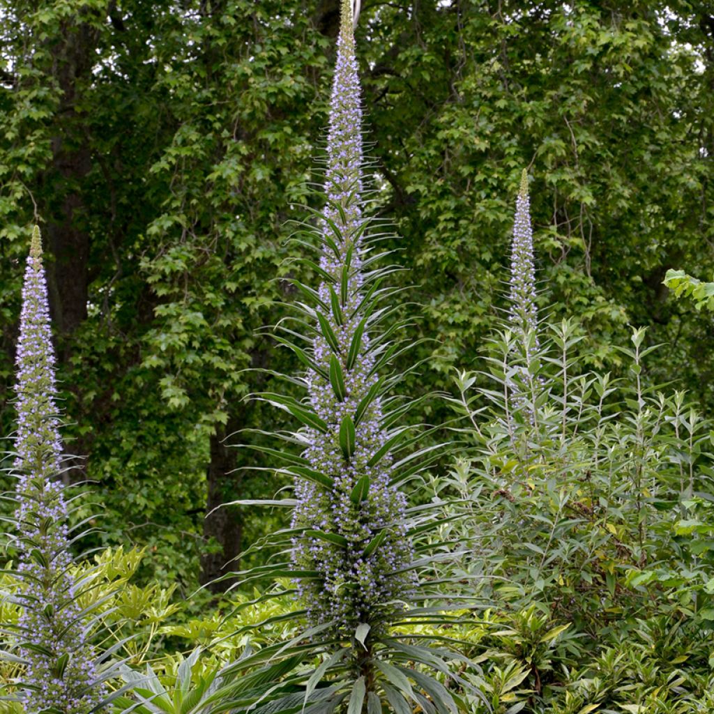 Echium pininana em sementes