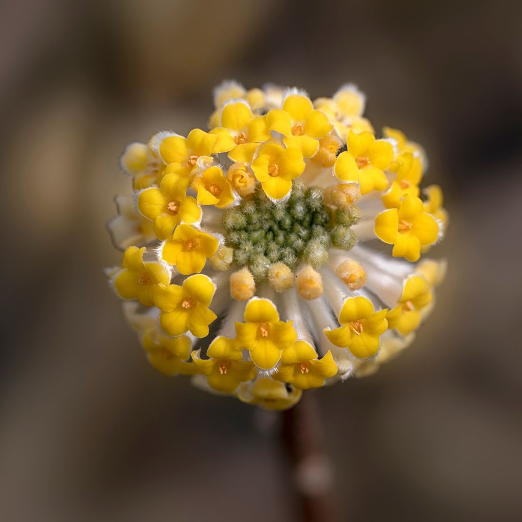 Edgeworthia chrysantha