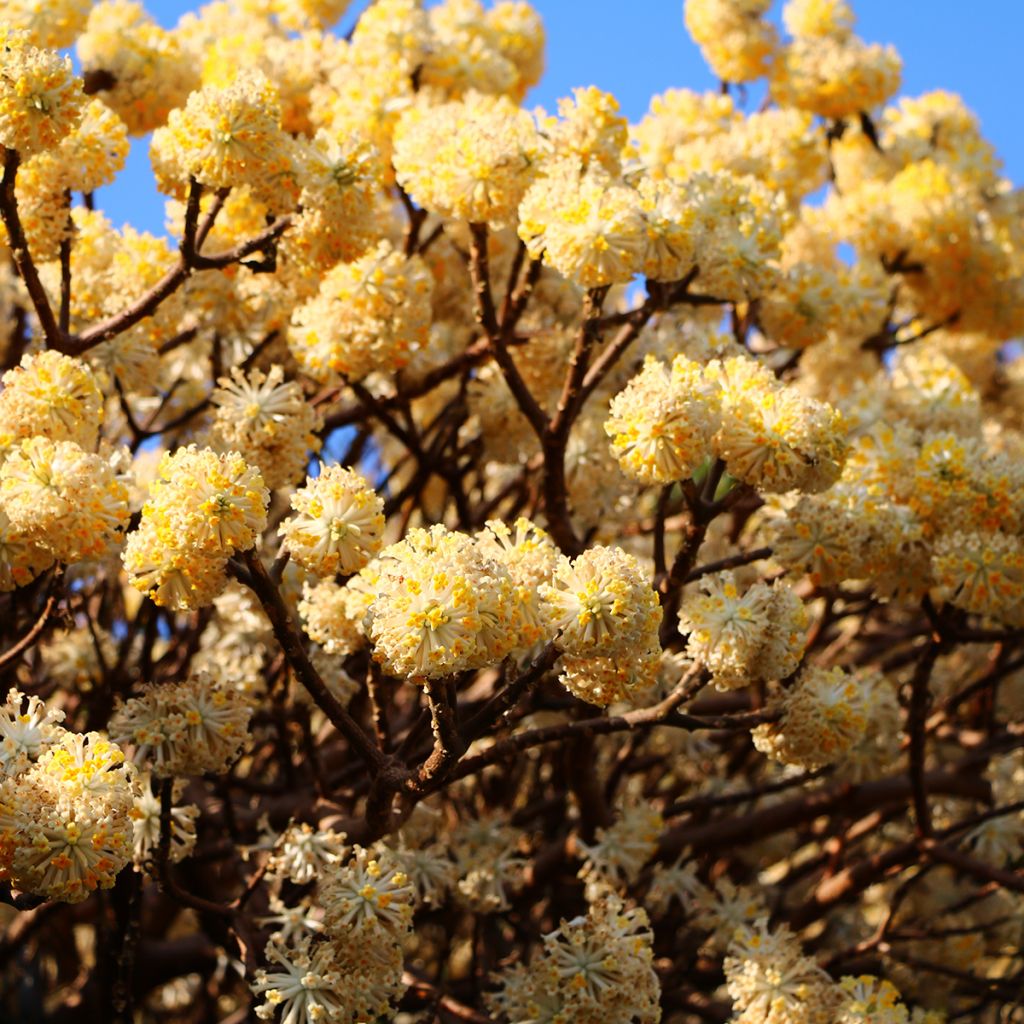 Edgeworthia chrysantha