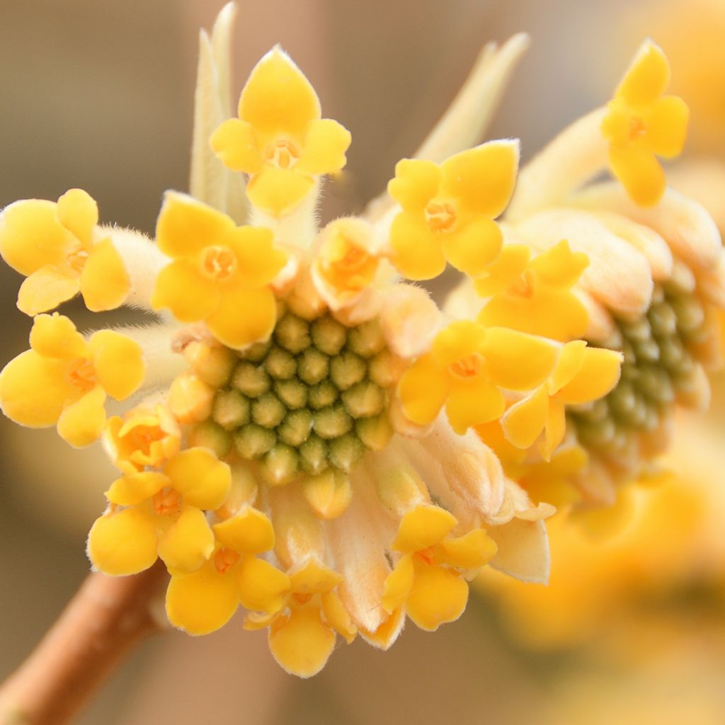Edgeworthia chrysantha