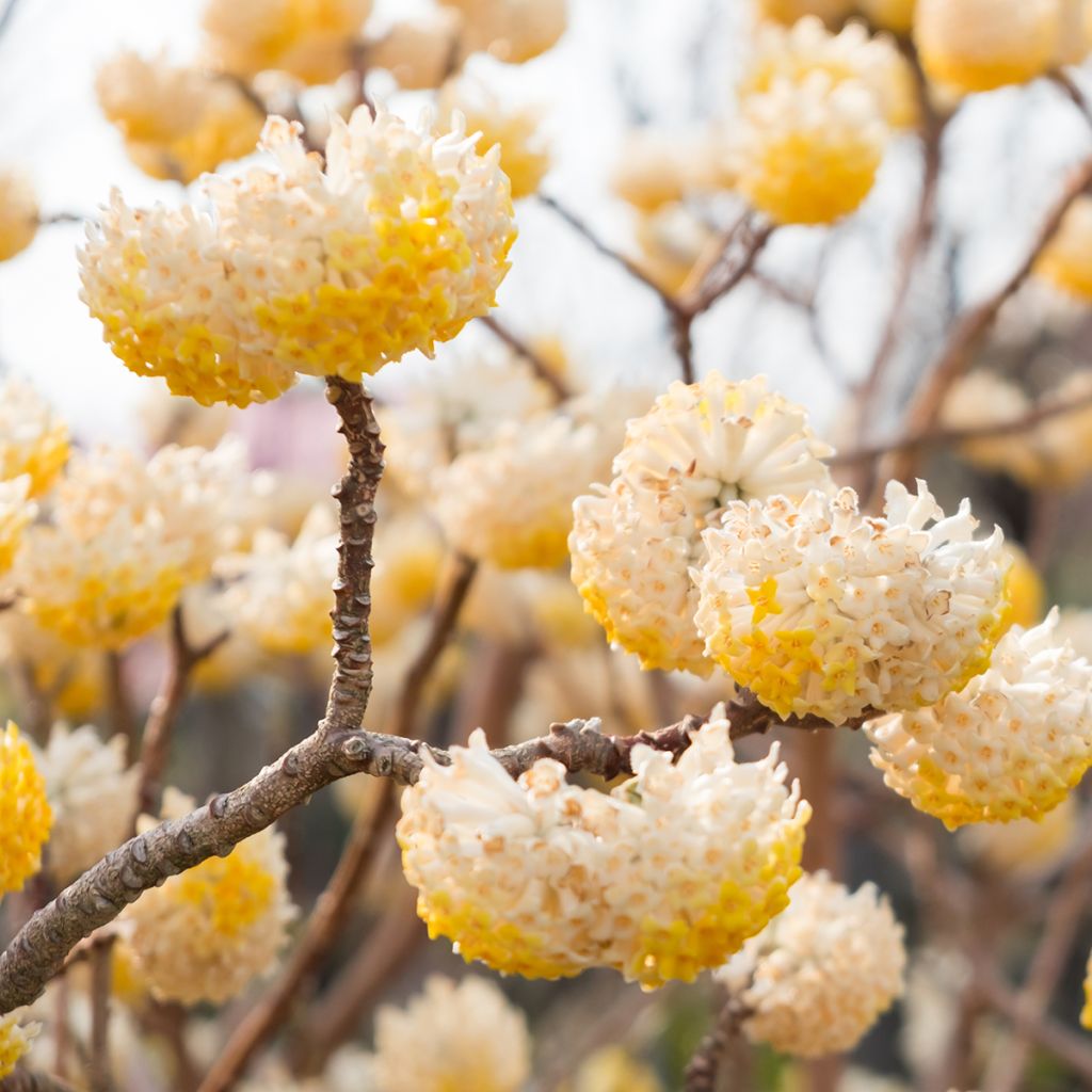Edgeworthia chrysantha