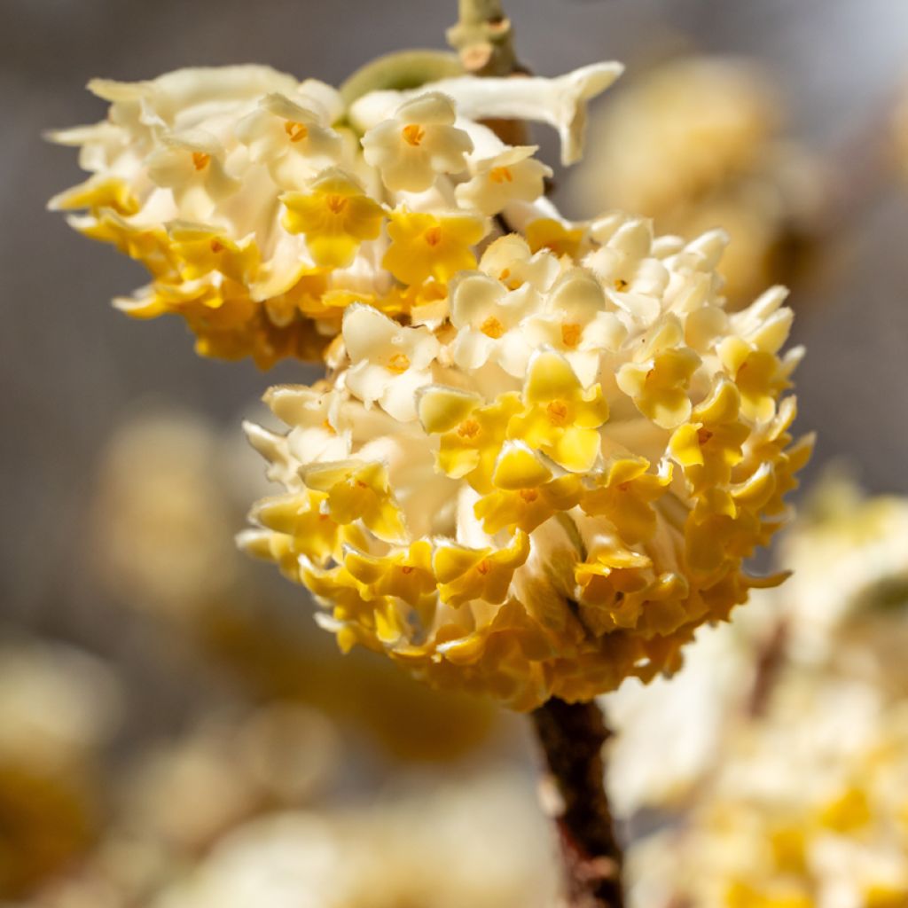 Edgeworthia chrysantha Grandiflora