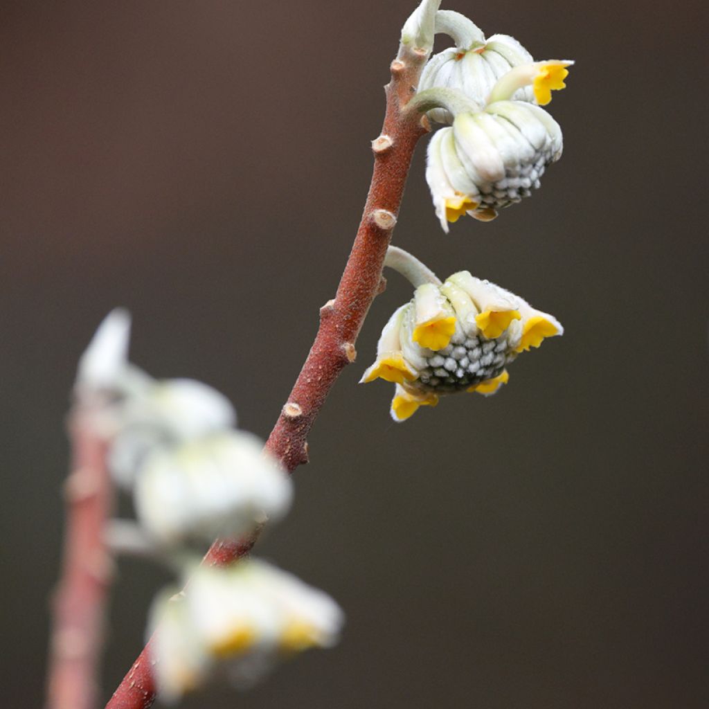Edgeworthia chrysantha Grandiflora