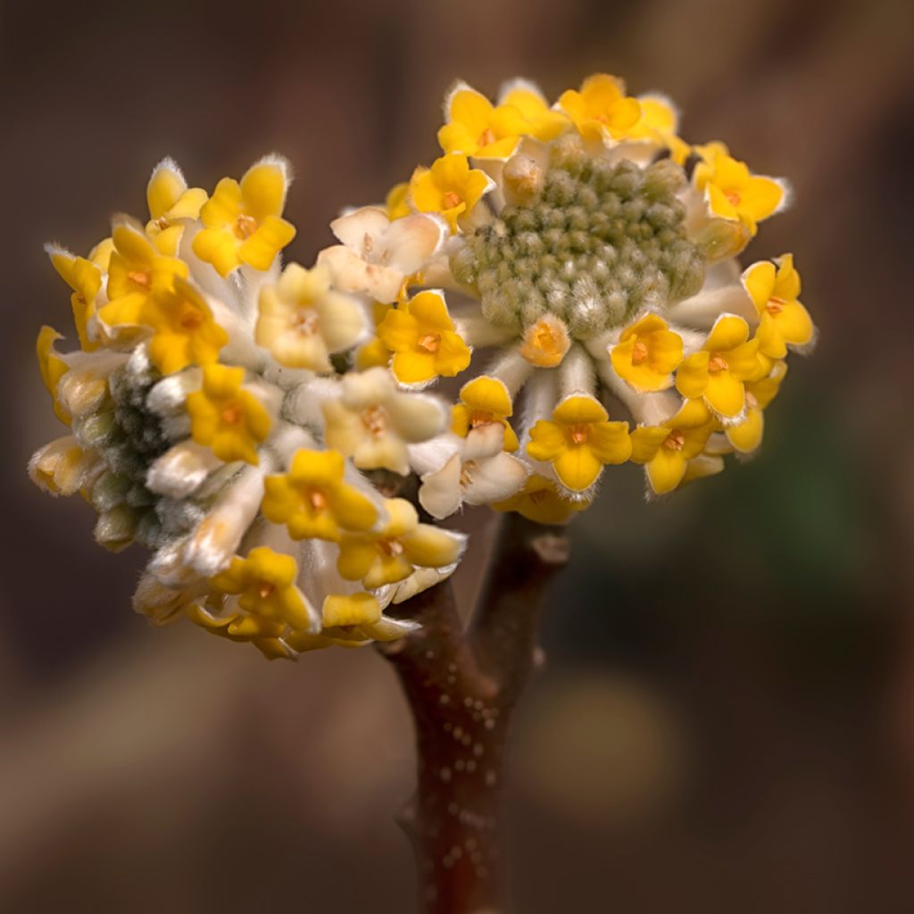 Edgeworthia chrysantha Grandiflora