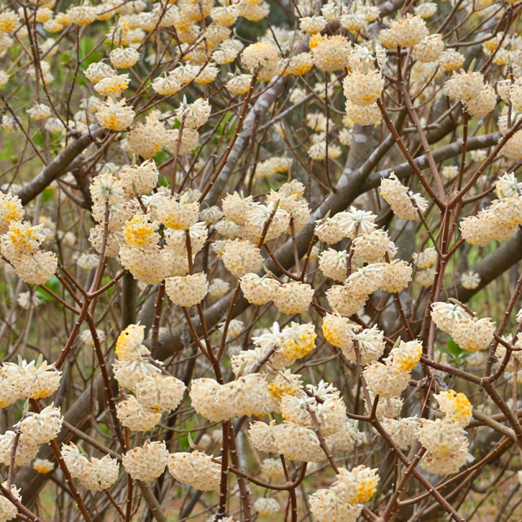 Edgeworthia chrysantha Nanjing Gold