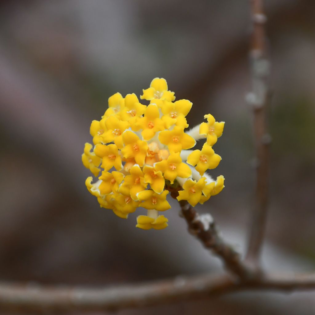 Edgeworthia chrysantha Nanjing Gold