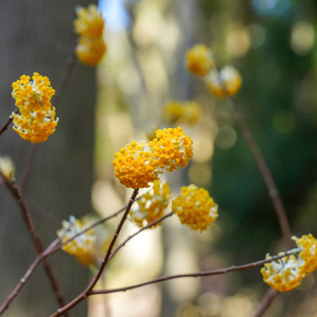 Edgeworthia chrysantha Nanjing Gold
