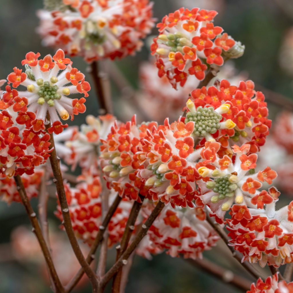 Edgeworthia chrysantha Red Dragon Akebono