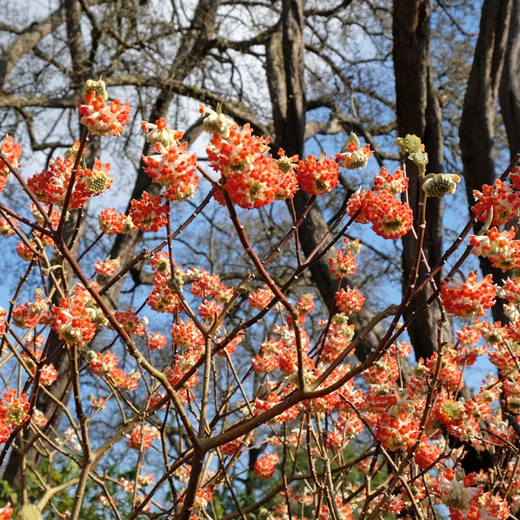 Edgeworthia chrysantha Red Dragon Akebono