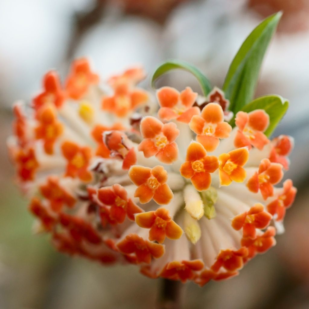 Edgeworthia chrysantha Red Dragon Akebono