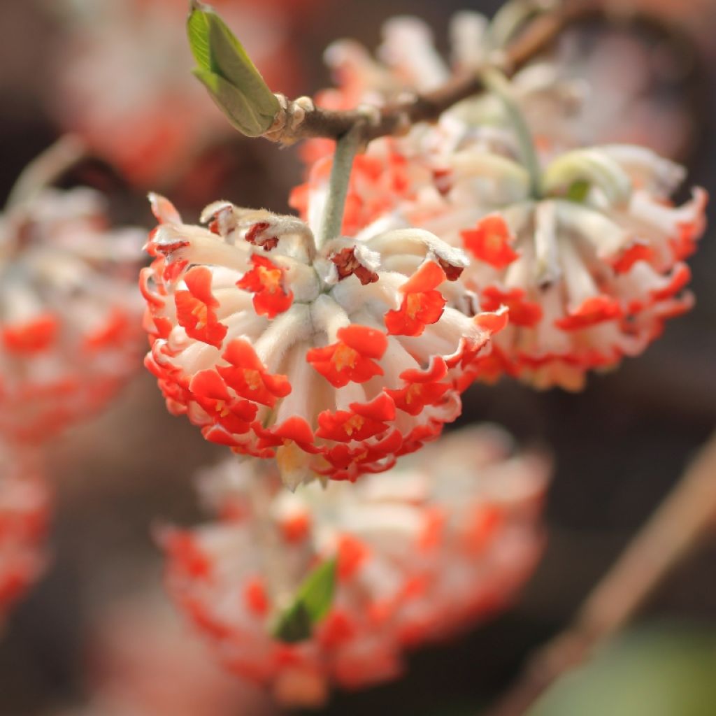 Edgeworthia chrysantha Red Dragon Akebono