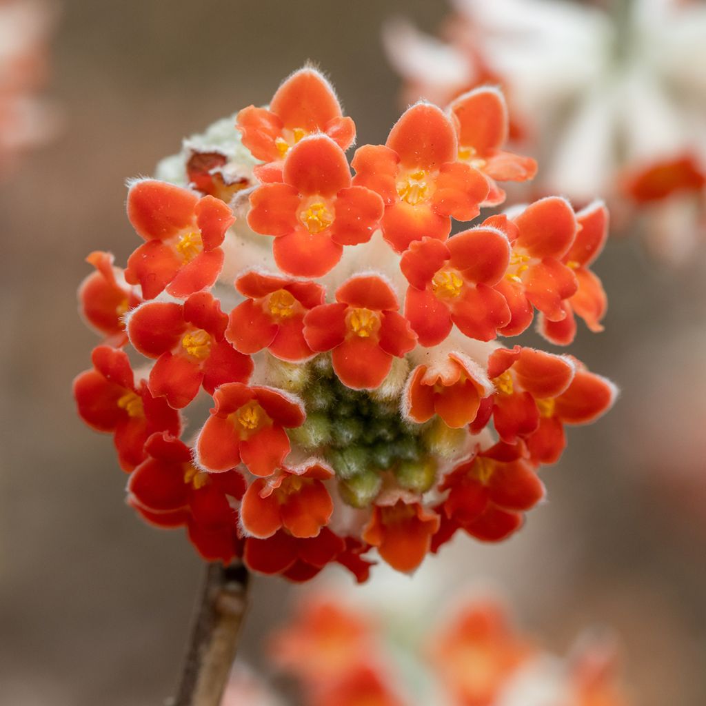 Edgeworthia chrysantha Red Dragon Akebono