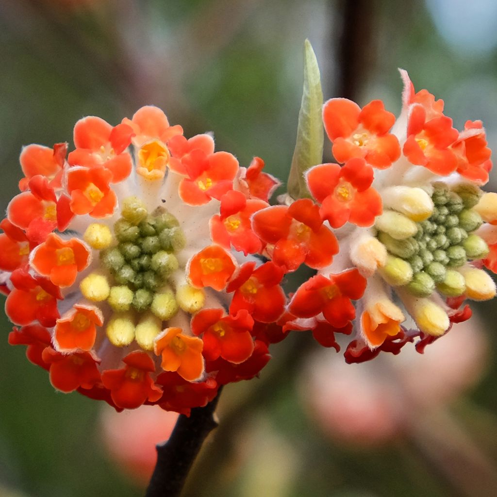 Edgeworthia chrysantha Red Dragon Akebono