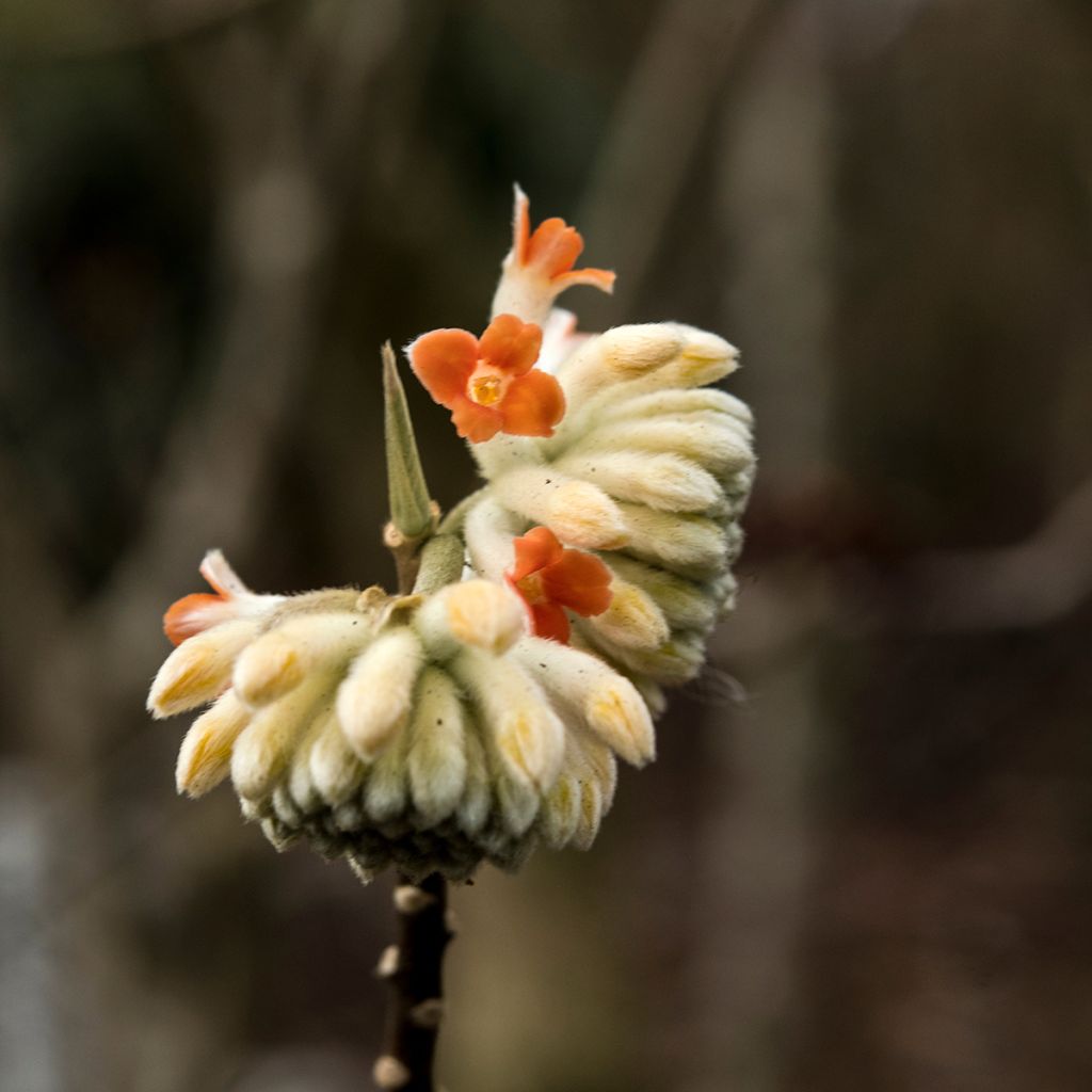 Edgeworthia chrysantha Red Dragon Akebono