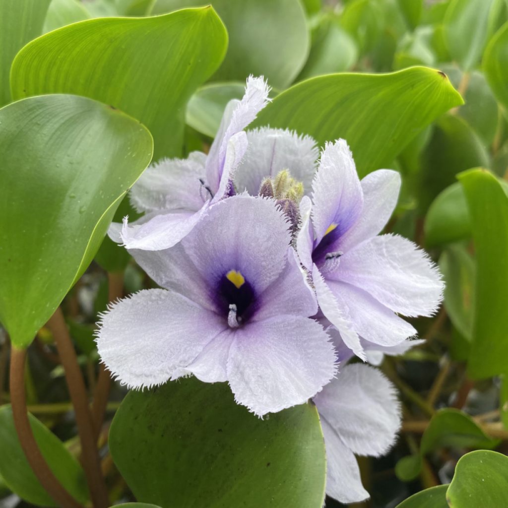 Eichhornia azurea