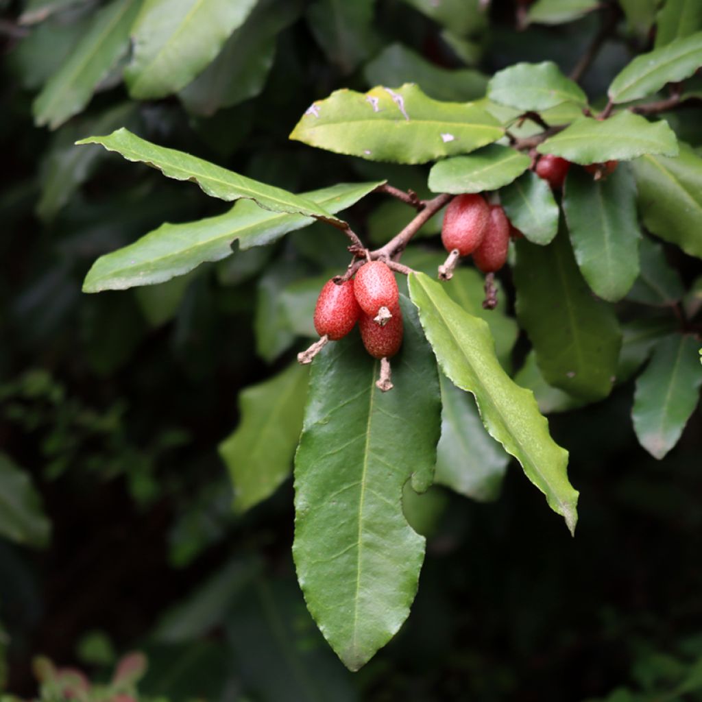 Elaeagnus ebbingei Compacta