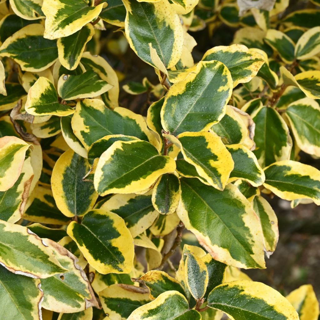 Elaeagnus ebbingei Gilt Edge