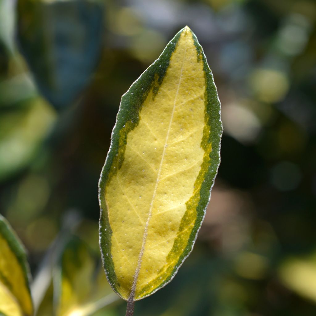 Elaeagnus ebbingei Limelight