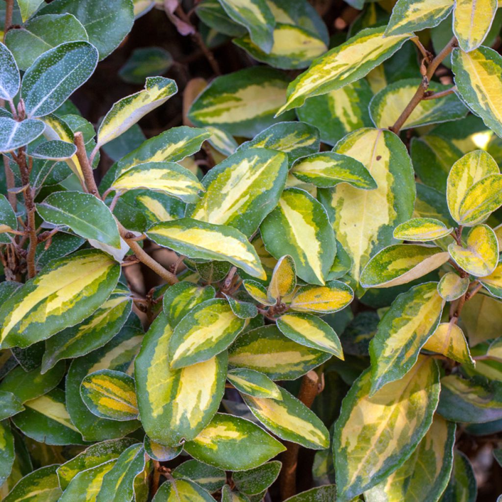 Elaeagnus ebbingei Limelight