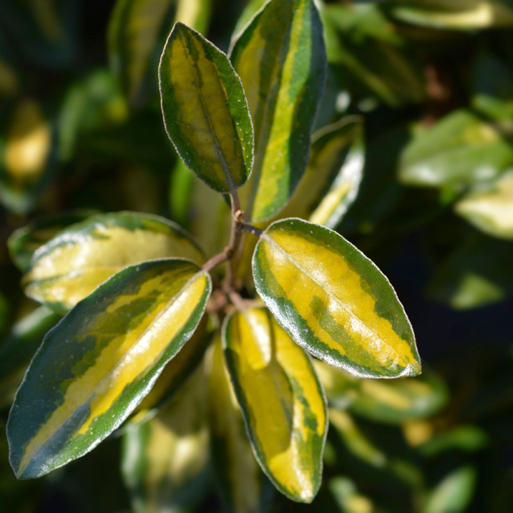 Elaeagnus ebbingei Limelight