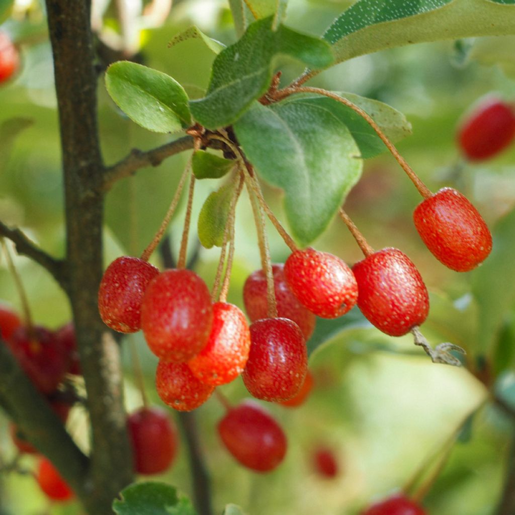 Goumi do Japão - Elaeagnus multiflora