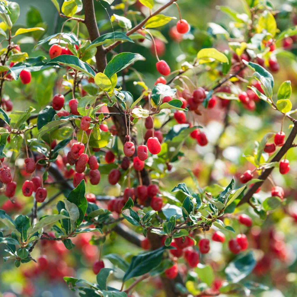 Goumi do Japão - Elaeagnus multiflora