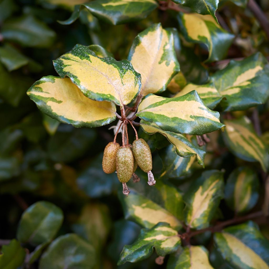 Eleagno-espinhoso Maculata - Elaeagnus pungens
