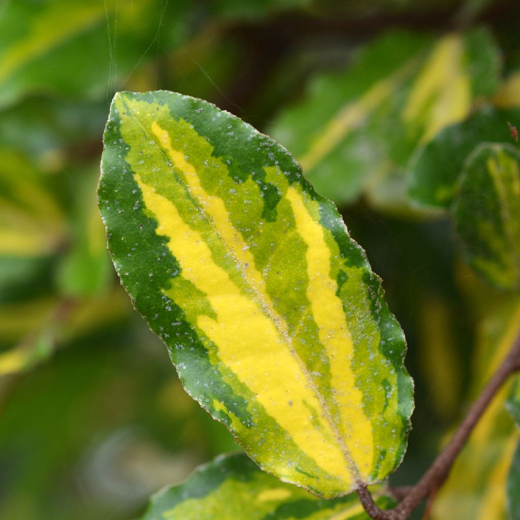 Eleagno-espinhoso Maculata - Elaeagnus pungens