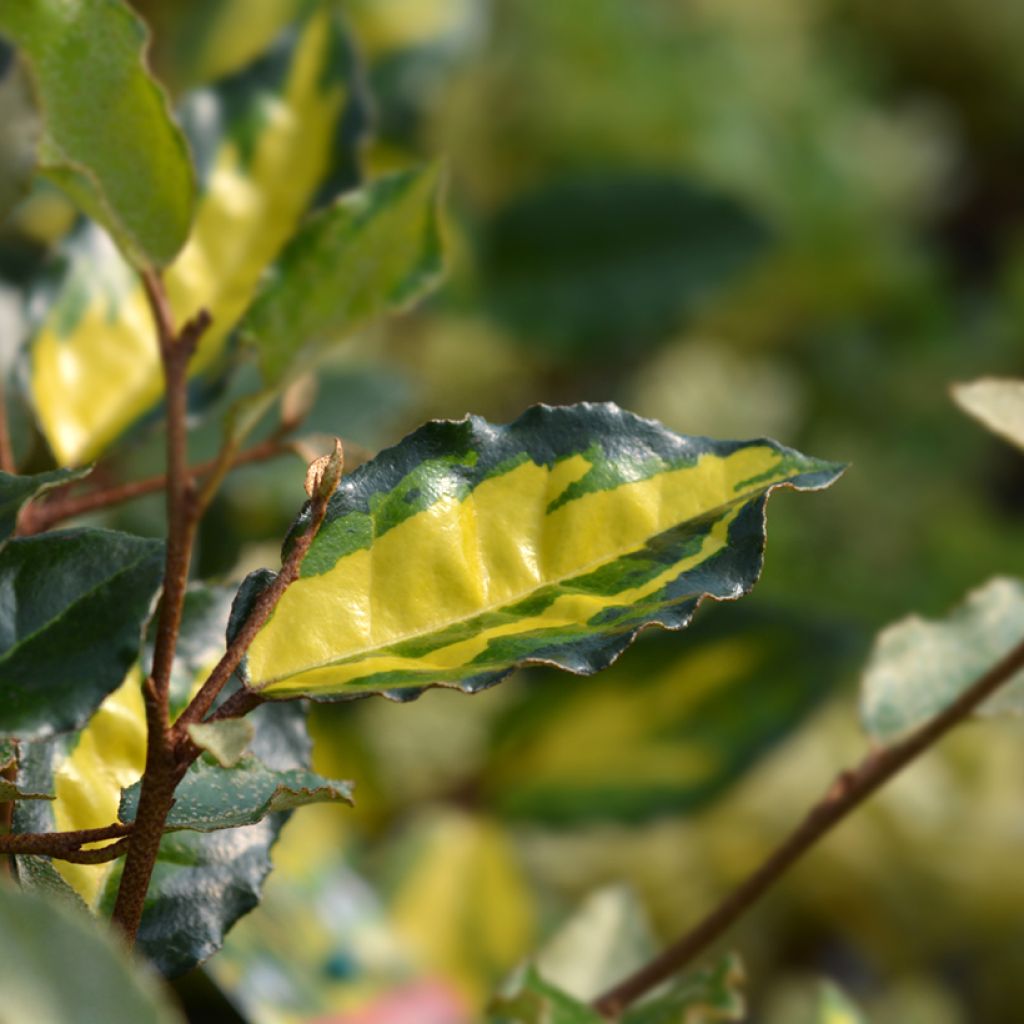 Eleagno-espinhoso Maculata - Elaeagnus pungens
