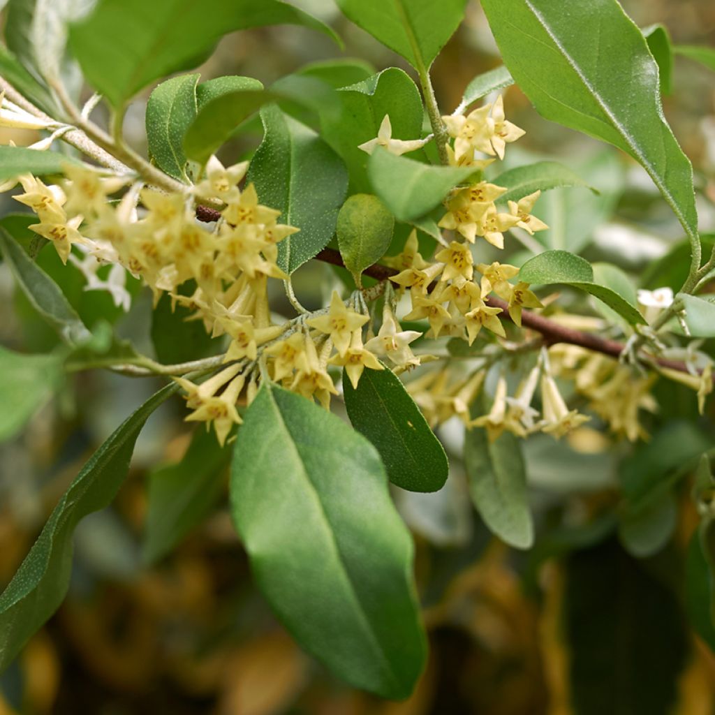 Groselha-dos-açores Amoroso - Elaeagnus umbellata