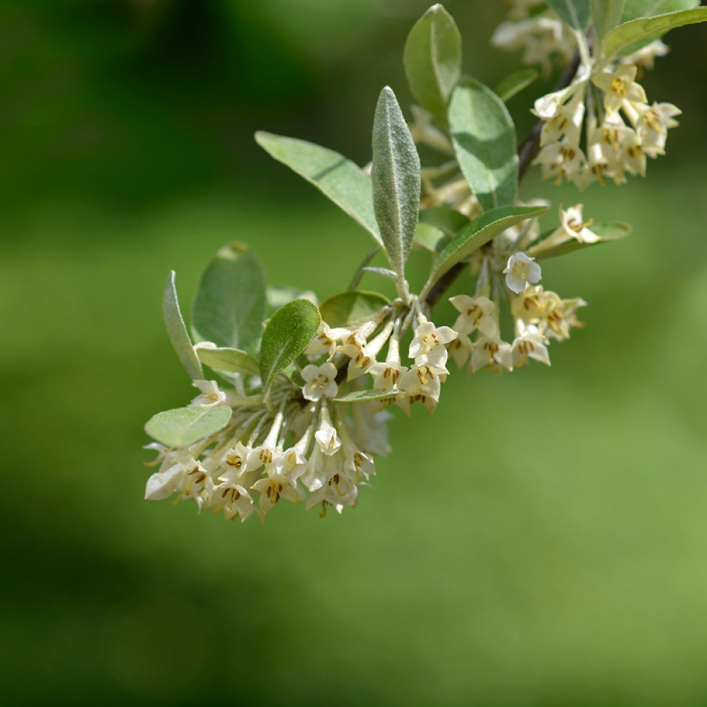 Groselha-dos-açores Amoroso - Elaeagnus umbellata