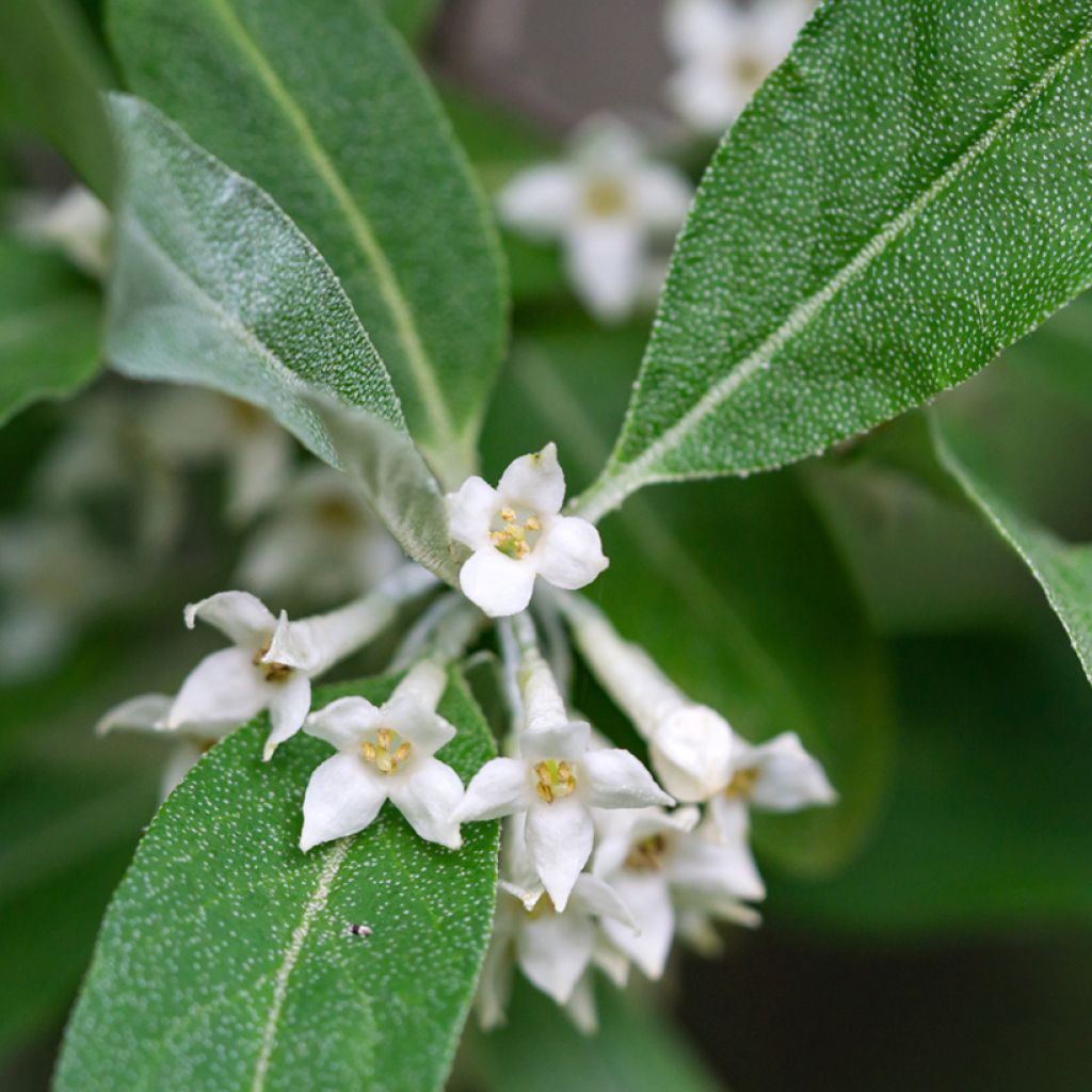 Groselha-dos-açores - Elaeagnus umbellata