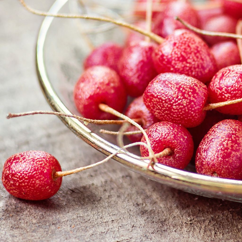 Groselha-dos-açores - Elaeagnus umbellata