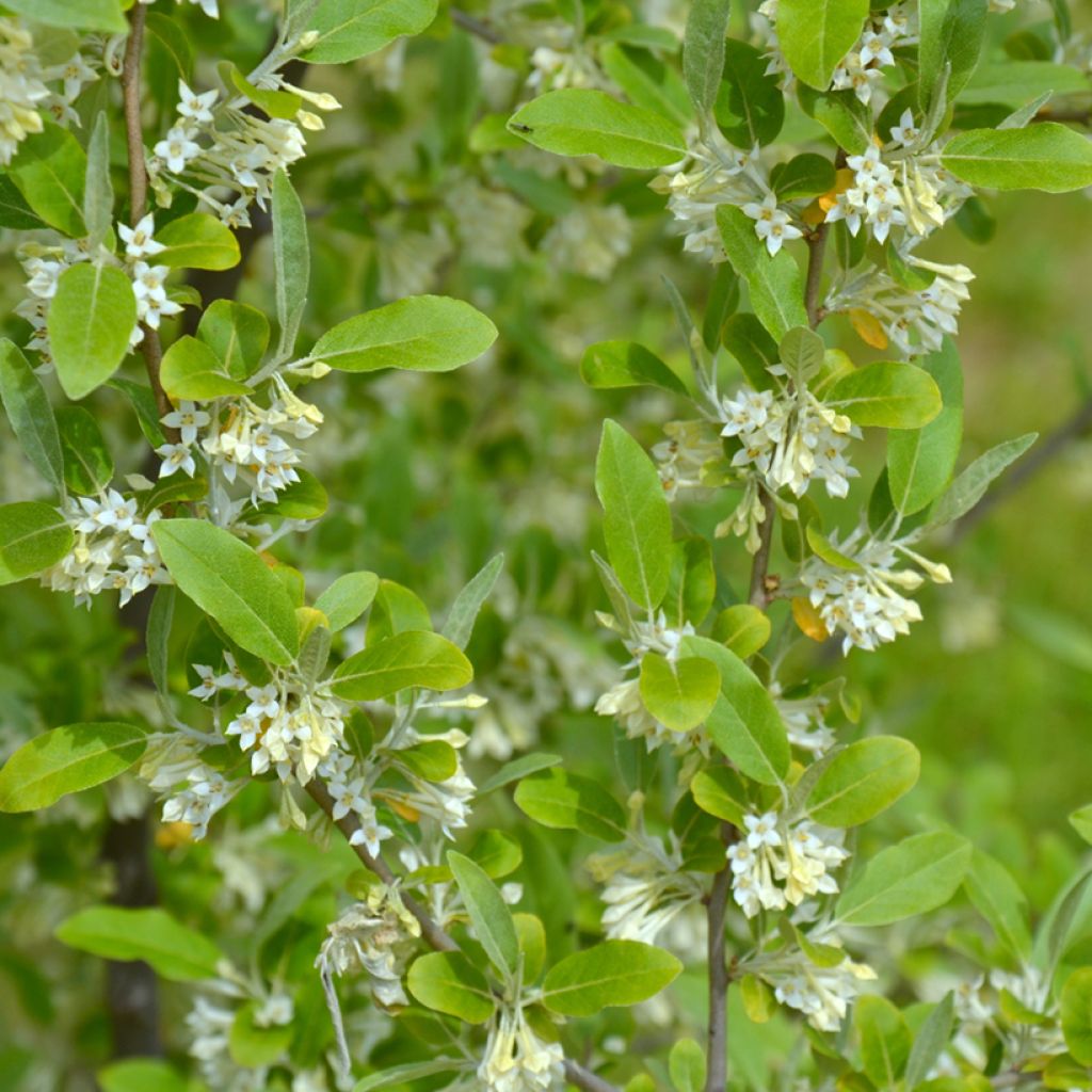 Groselha-dos-açores - Elaeagnus umbellata