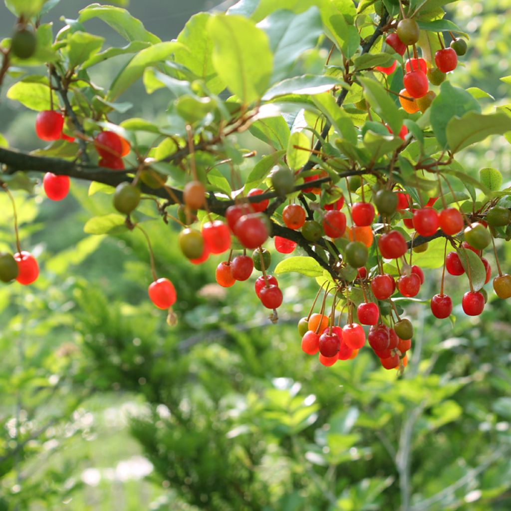 Groselha-dos-açores - Elaeagnus umbellata