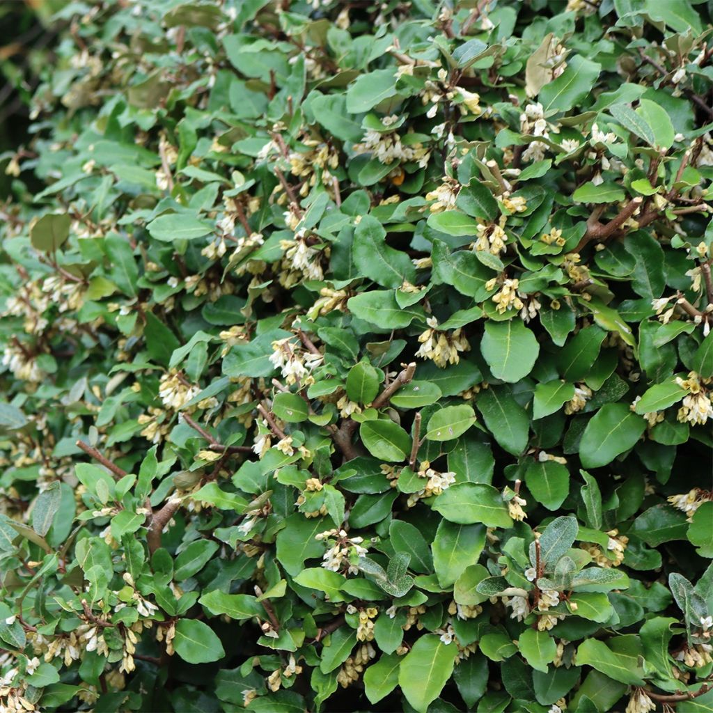 Groselha-dos-açores Fortunella - Elaeagnus umbellata